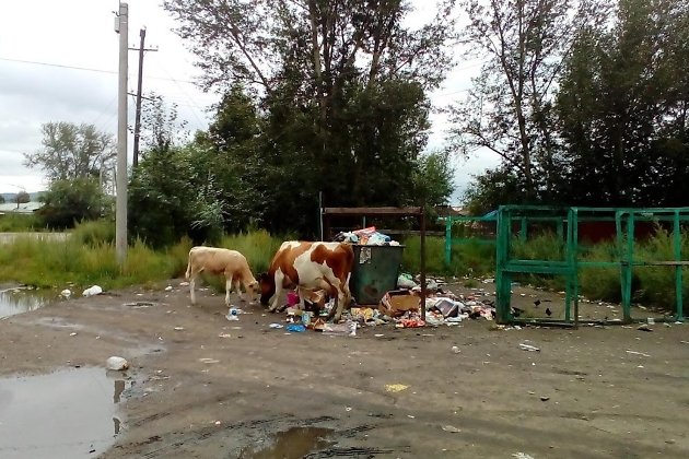 Коровы едят мусор на контейнерной площадке в Шилке