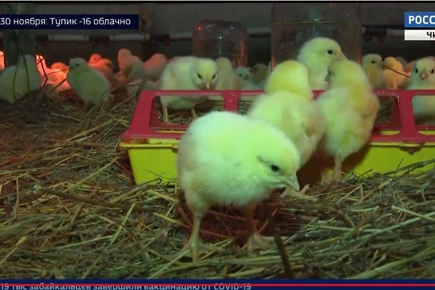 Цыплята на ферме экс-главы Читинского района Николая Селезнёва