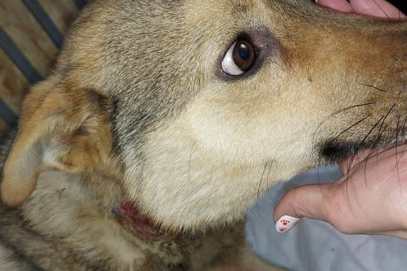 Бездомный пёс с вросшим в шею ошейником умер в Чите после операции