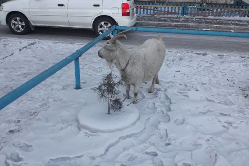 Полиция в Чите забрала заблудившуюся во дворе многоэтажки козу