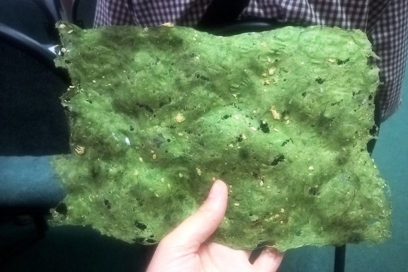 Экологи презентовали образцы дизайнерской бумаги из угрожающих Байкалу водорослей
