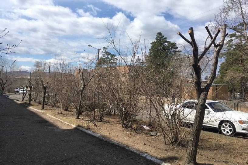 ДМРСУ обрезало деревья на Журавлёва для безопасности пешеходов по требованию ГИБДД