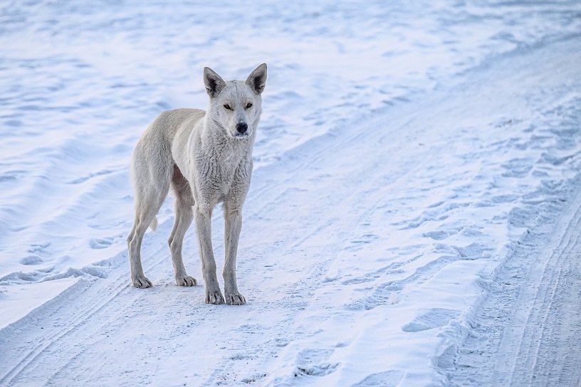 Нужен ли Иркутску налог на собак - в обзоре соцсетей
