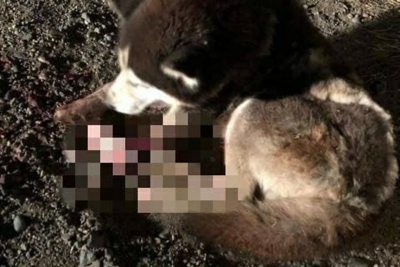 Хаски оторвало лапу на трассе Чита – Иркутск (18+), волонтёр ищет хозяина собаки