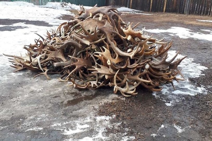 Более 600 рогов лося без документов задержали на въезде в Иркутскую область