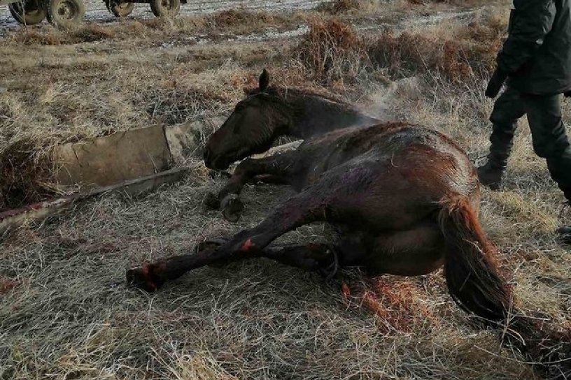  Спасатели в Чите вытащили раненую лошадь из канавы