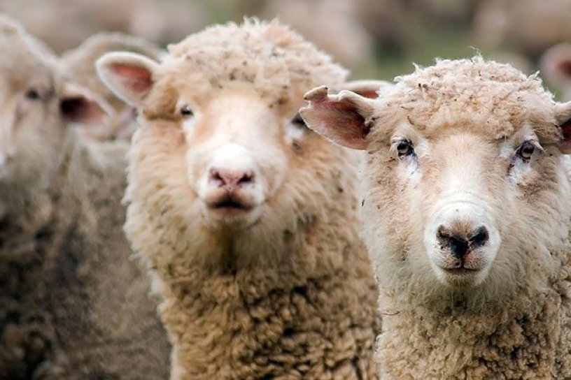 Забайкалье заняло третье место по числу овец и коз в сибирском округе в 2016 году