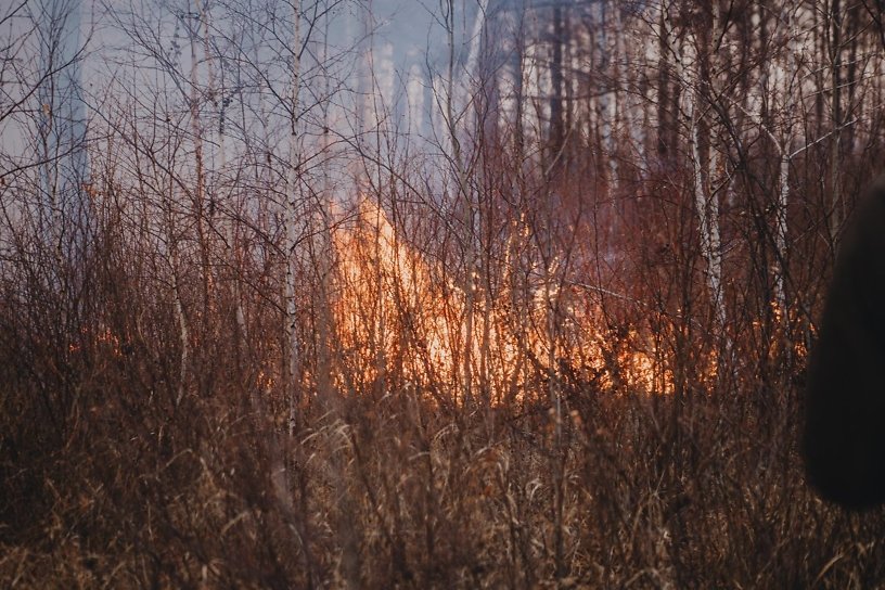Уголовное дело возбудят на пастуха, из-за которого загорелся лес в Иркутском районе