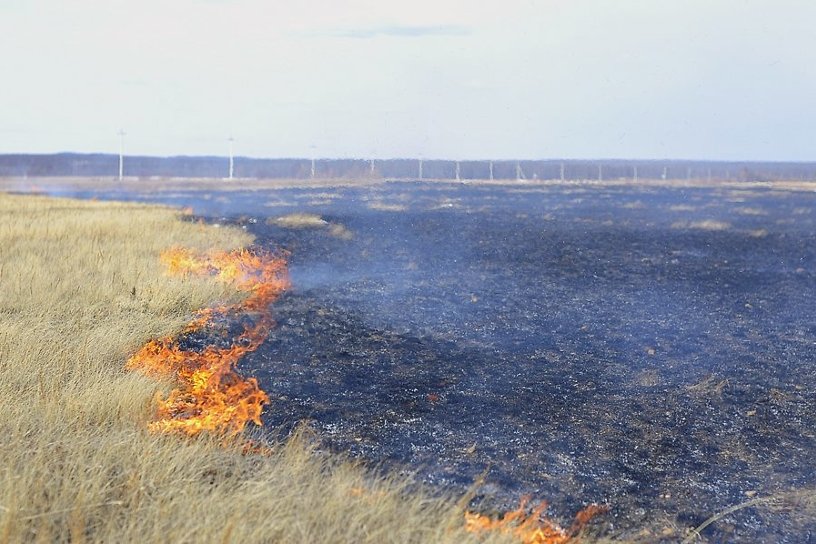 Полицейские задержали поджигательницу сухой травы в Забайкалье