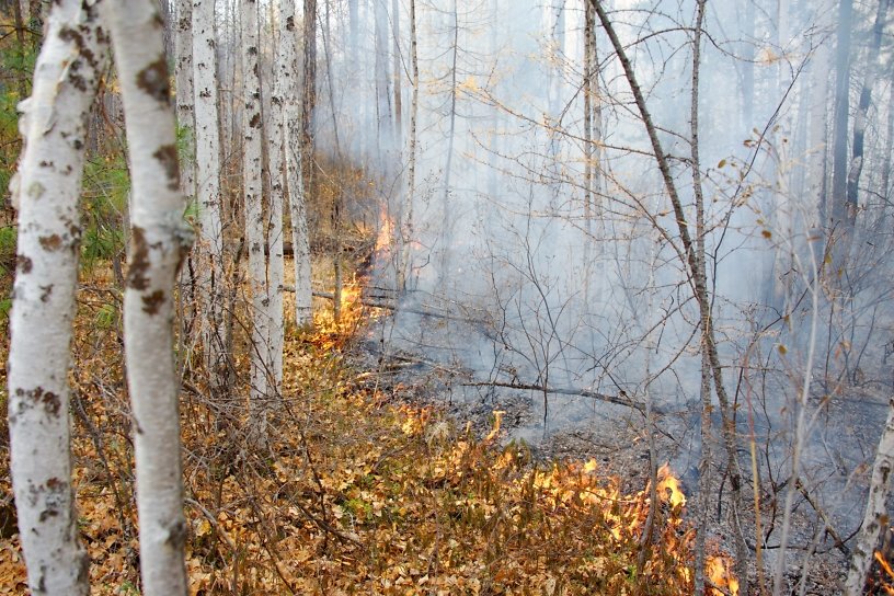 Площадь лесных пожаров увеличилась в Приангарье за сутки на 9,4% — до 39,3 тысячи гектаров