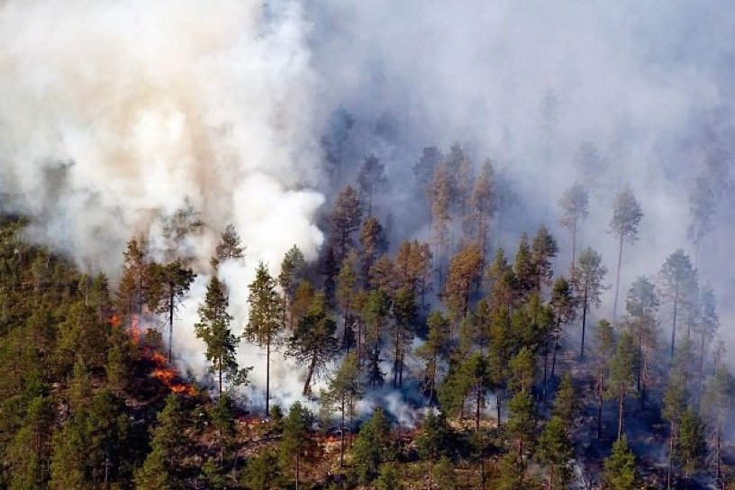 Площадь лесных пожаров в Иркутской области за выходные выросла в 2,7 раза - до 816 га