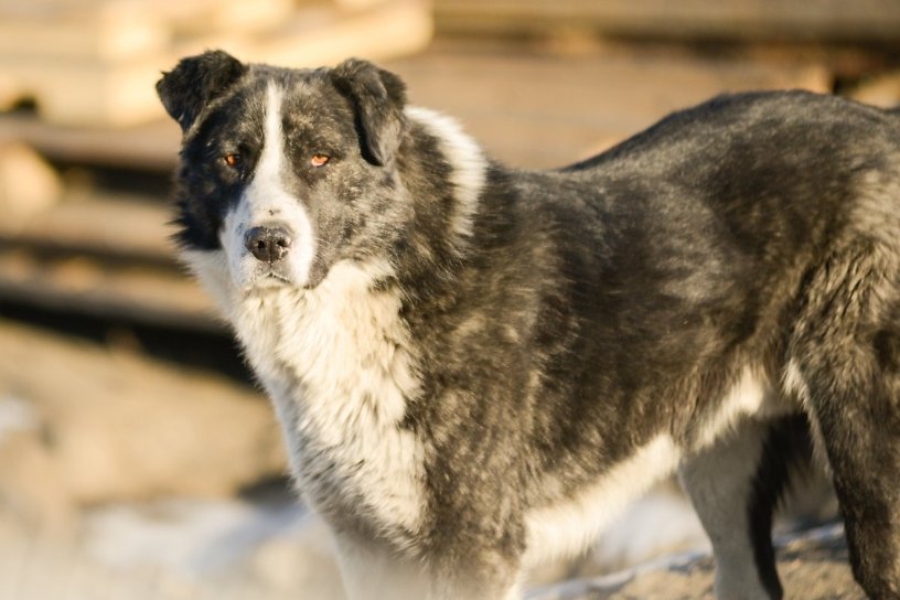 В Иркутске начали чипировать бездомных животных — итоги 11 марта
