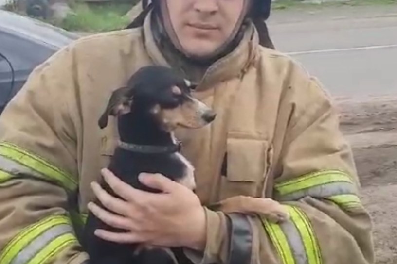 Сотрудники МЧС откачали собаку, оказавшуюся в горящем жилом доме в Нижнеудинске