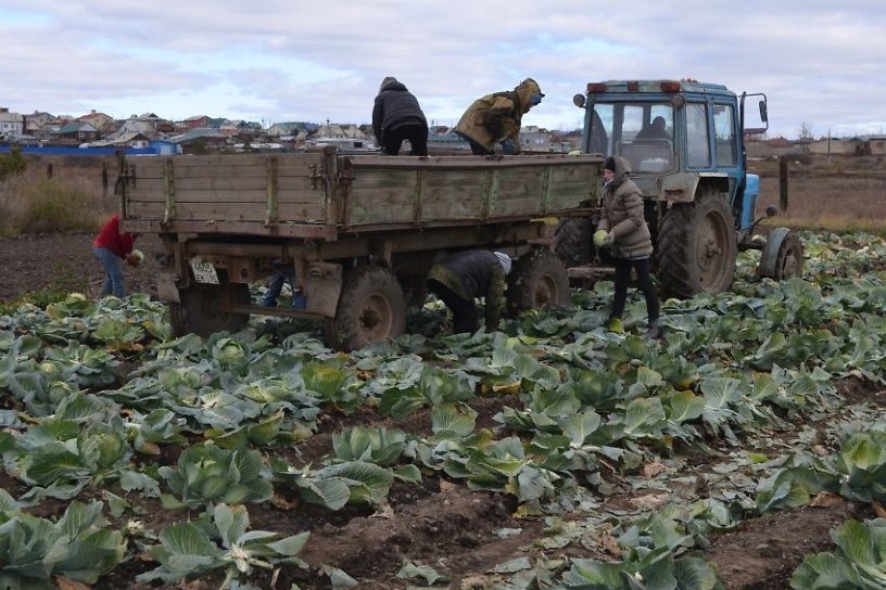 Урожай овощей вырос в 2 раза в Забайкалье по сравнению с 2019 годом