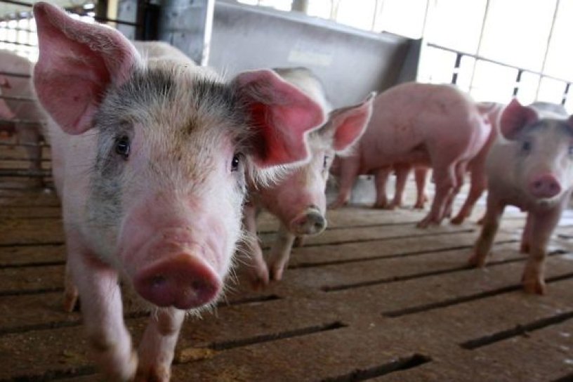 Заболевших африканской чумой свиней в Чите кормили объедками из воинских частей