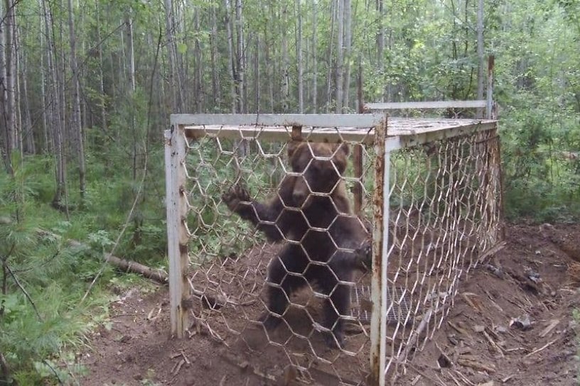 Уголовное дело возбудили после обнаружения медведя в клетке в лесу Усть-Илимского района
