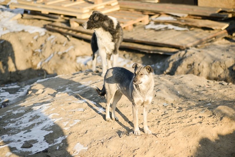 Тендер на отлов собак в Братске выиграл ИП, у которого нашли нарушения в приюте