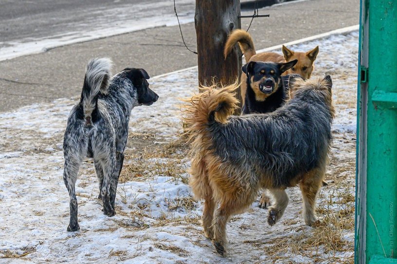 Власти Иркутска усилят контроль за бездомными собаками после трагедии в Домне