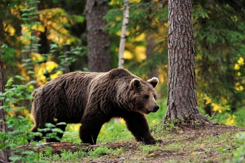 Медведь вышел на кладбище в Усть-Куте и попытался напасть на людей