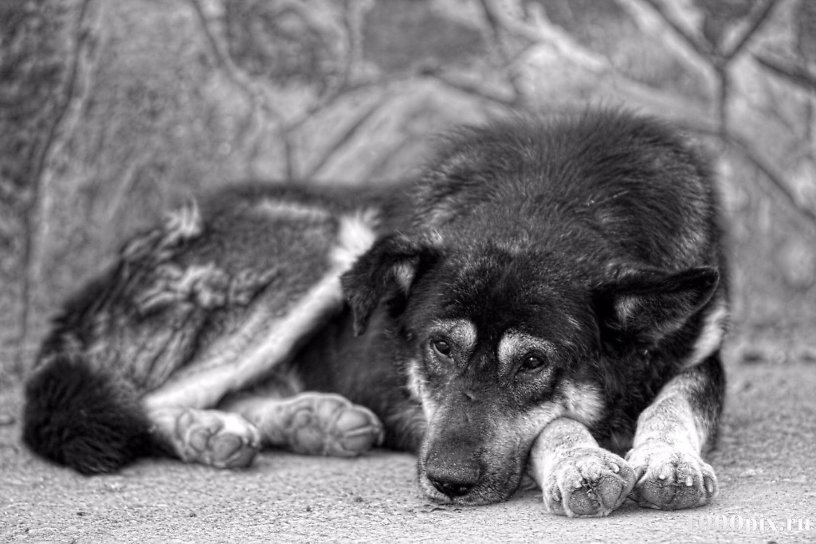 Осипов назначил проверку из-за сообщений об отравлении собак в Ясногорске