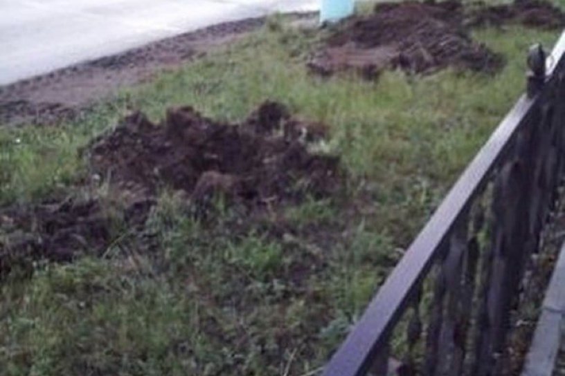 Кустарники напротив школы №25 в Чите выкопали, чтоб посадить на их месте рябины