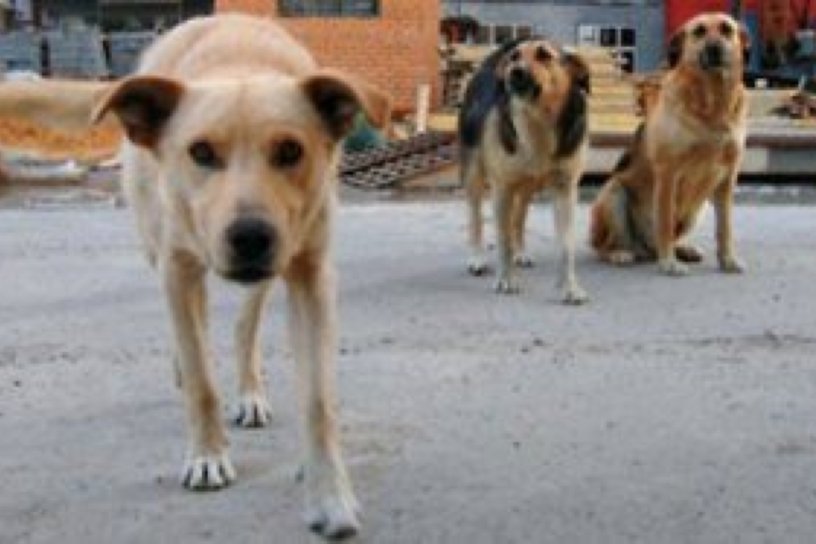 Стая собак едва не напала на девочку в Иркутске, СК начал доследственную проверку