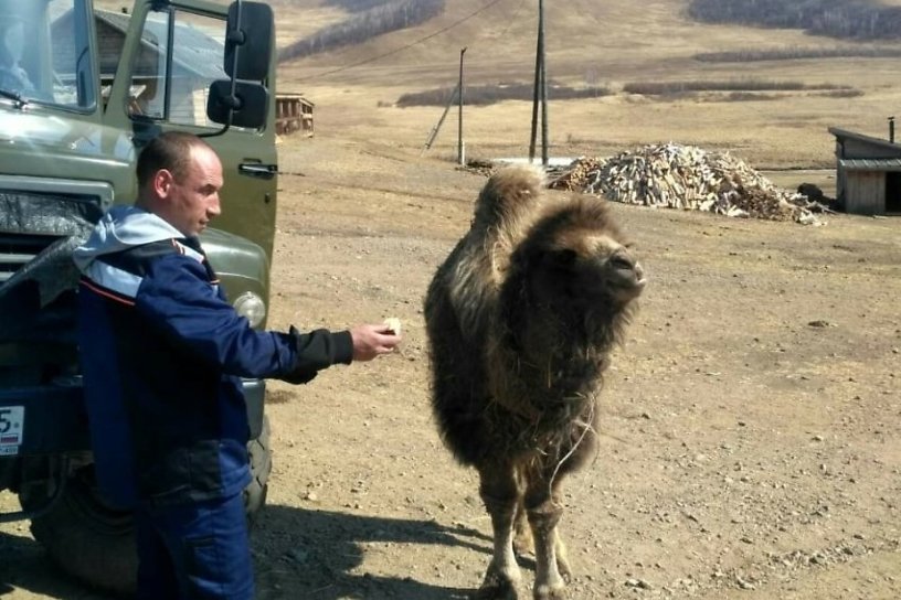Верблюжонок прибился к животным на стоянке в артели «Даурия» в Забайкалье