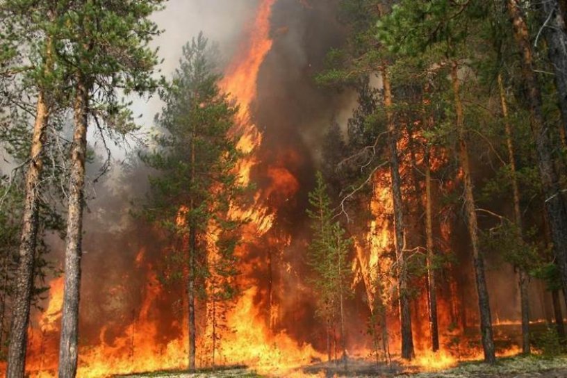 Площадь лесных пожаров в Иркутской области за сутки выросла на 54,3% — до 39,7 тыс. га