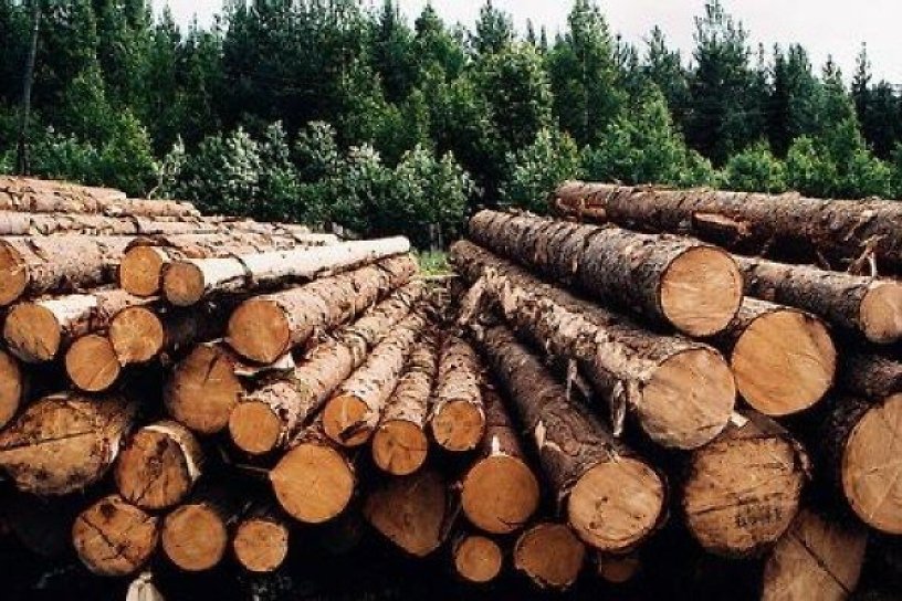 СКР обвинил депутата в незаконной рубке тысячи деревьев на 7,3 млн р. в Забайкалье