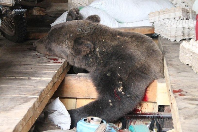 Полицейские застрелили медведя, который пробрался в гараж жительницы Усть-Кута