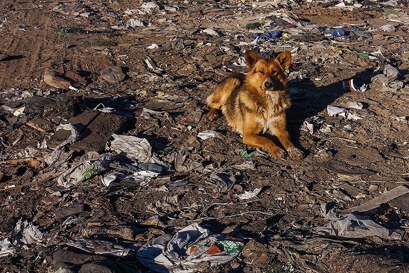 Собаки, мусор и безответственность — депутат возмутилась условиями жизни военных в Борзе