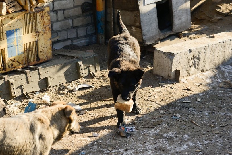 Прокуратура Читинского района начала проверку по сообщениям о бездомных собаках в Домне