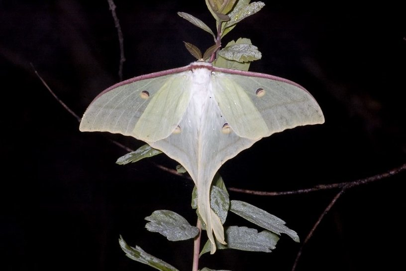 Биолог объяснил появление уникальной бабочки в Нерчинске — это забайкальский вид