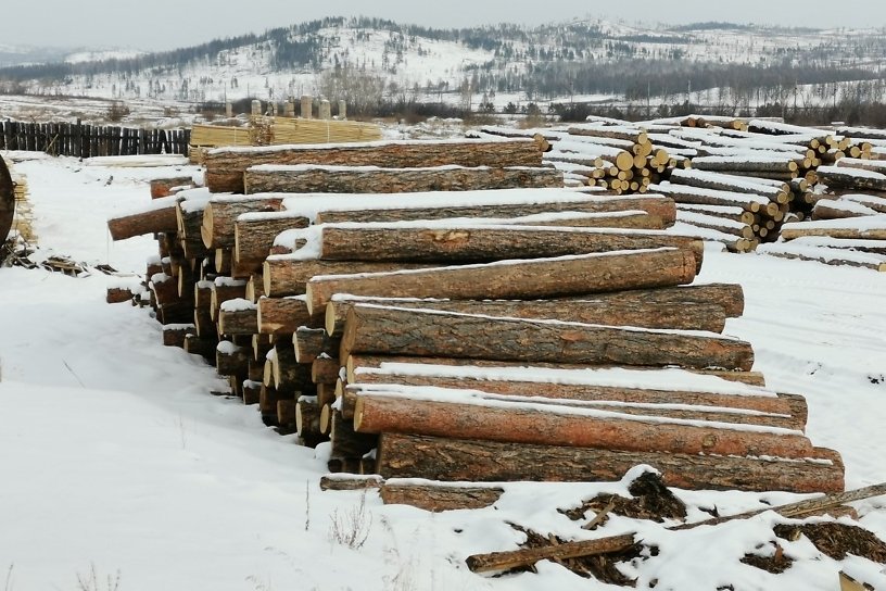 Группу нелегальных лесорубов обвинили в вырубке на 14 млн р. в Иркутской области