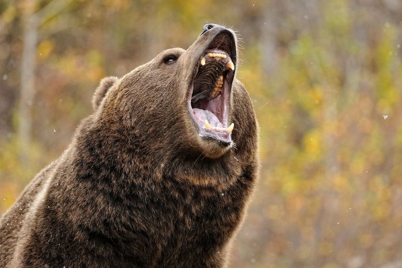 Медведь задрал 45-летнего сторожа сельхозпредприятия в Тайшетском районе - СМИ