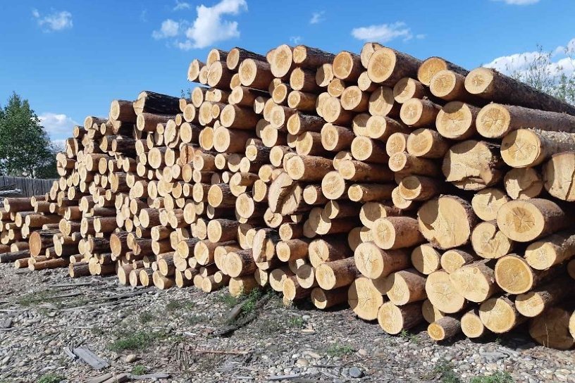 ОПГ из восьми человек задержали в Забайкалье по делу о вывозе леса на 690 млн рублей