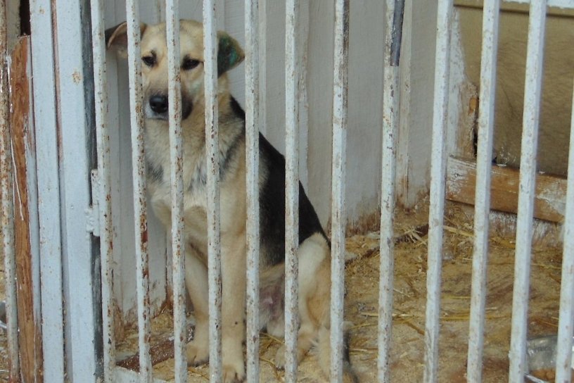 23 млн рублей направят на созданию приюта для бездомных собак в Братске