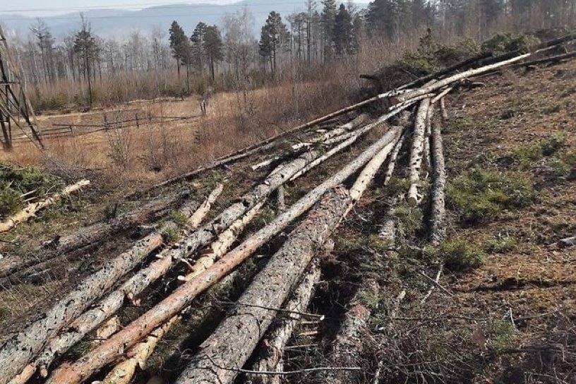 Суд обязал лесозаготовителей из Усть-Илимского района восстановить лес на 253 га