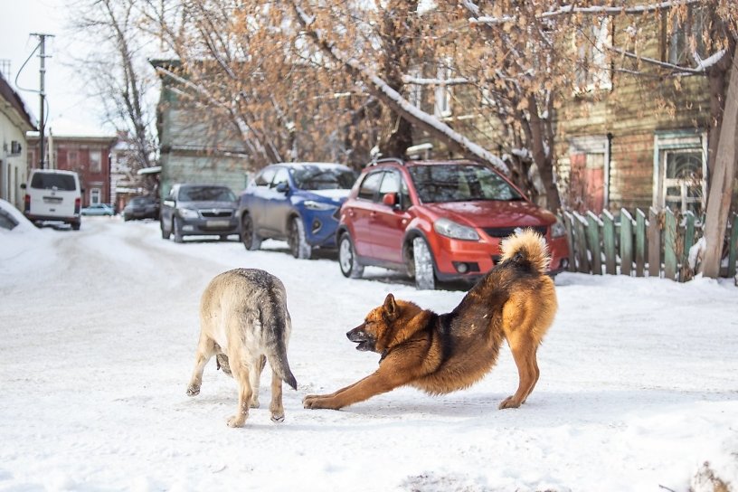 Мэр Саянска о бродячих собаках: То, что сейчас творится на улице — это беспредел