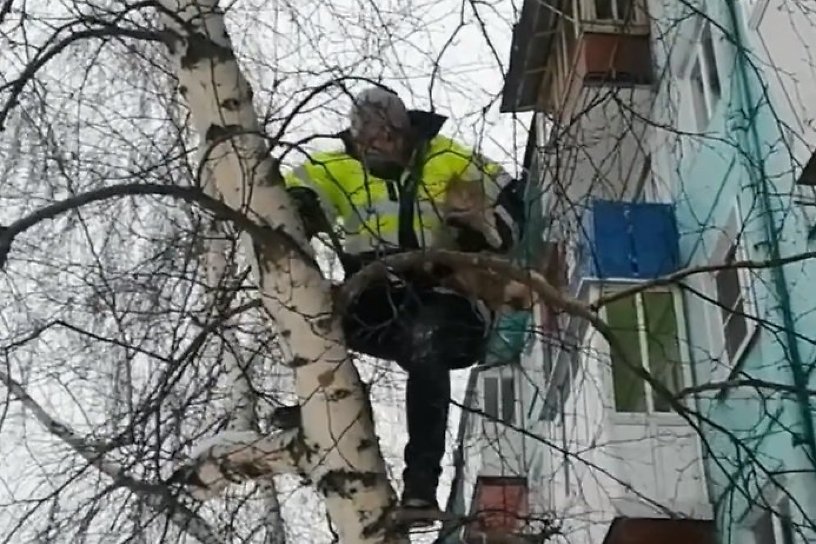 Сотрудник ГИБДД из Тулуна спас кота, просидевшего на дереве два дня 