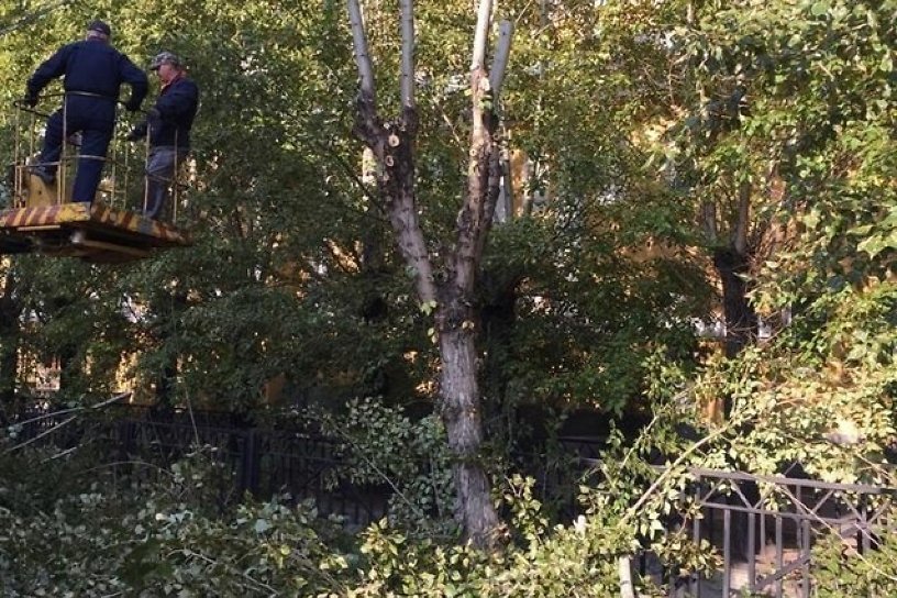 Экологи Читы научили энергетиков правильно обрезать деревья, чтобы защитить провода