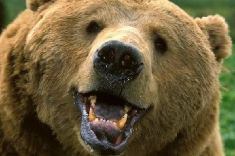 Медведь вышел к машине на трассе в Усть-Кут