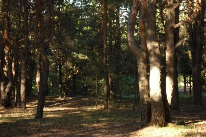 4 участка леса площадью 600 тыс. га в Приангарье передали в аренду за 76 млн р. в год