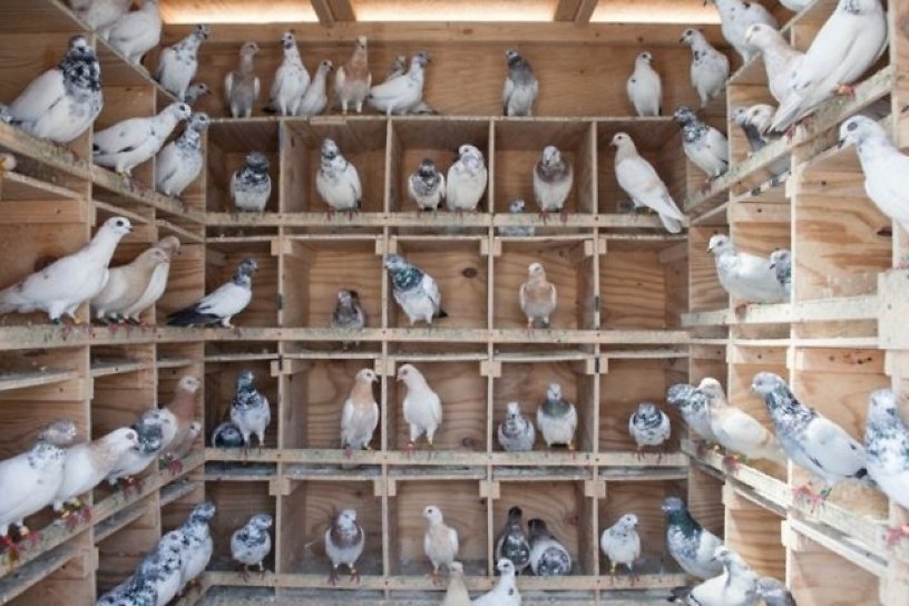 «Прогулки по старому Иркутску» 7 июля расскажут об истории голубеводства