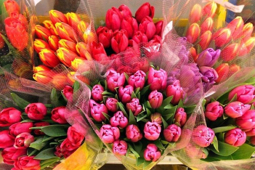 Волонтёры будут дарить тюльпаны женщинам на улицах Читы 8 Марта