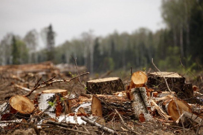 Три забайкальца вырубили 179 сосен на 1 млн р. в участковом лесничестве