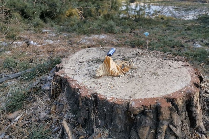 Двоих жителей Урульги задержали по делу о вырубке деревьев на миллион рублей