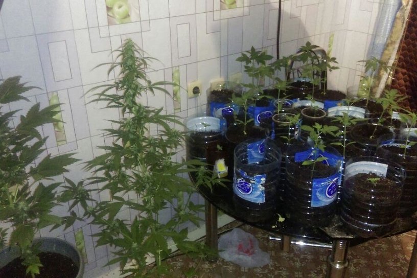 Житель Краснокаменска в благоустроенной квартире вырастил 31 куст конопли