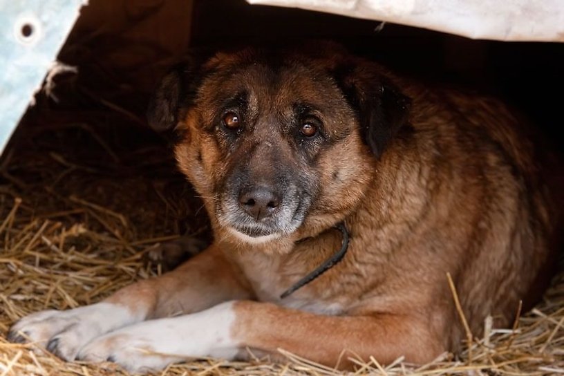 Прокуратура проверит информацию СМИ о ненадлежащем содержании собак в ИК-3 в Чите