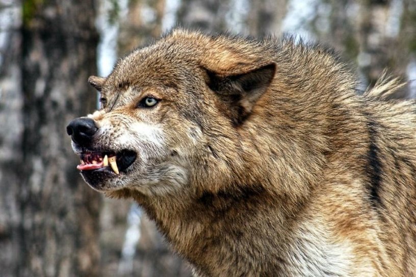 Волк напал на дровосека под Усть-Илимском